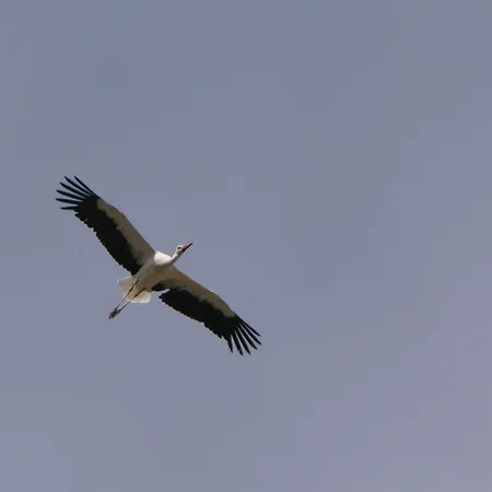 Auerhahn Auerhahn 502 Ferienhaus