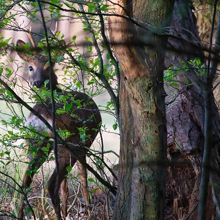 Nyaraló Behagliches In Ruhiger Lage Im Harz *