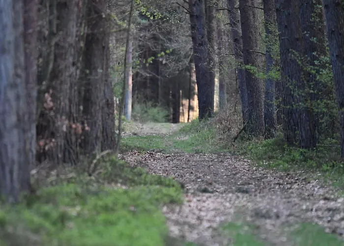 Auerhahn Ferienhaeuser Auerhahn 502