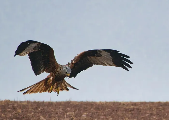 Auerhahn Ferienhaeuser Auerhahn 502 Semesterbostad *