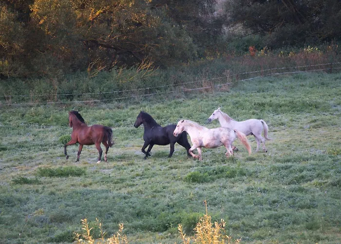 Auerhahn Ferienhaeuser Auerhahn 502 Semesterbostad Hasselfelde